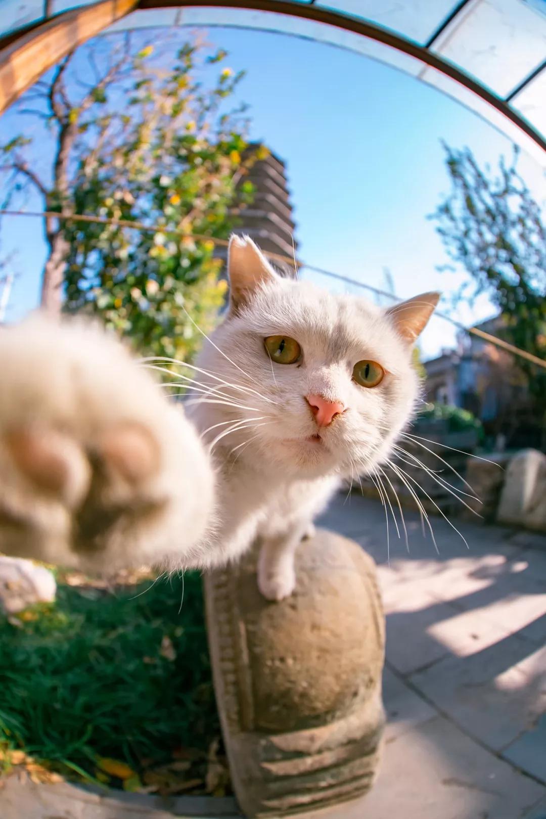 猫咪网址 最新,最新猫咪网址，探索猫咪世界的无限魅力