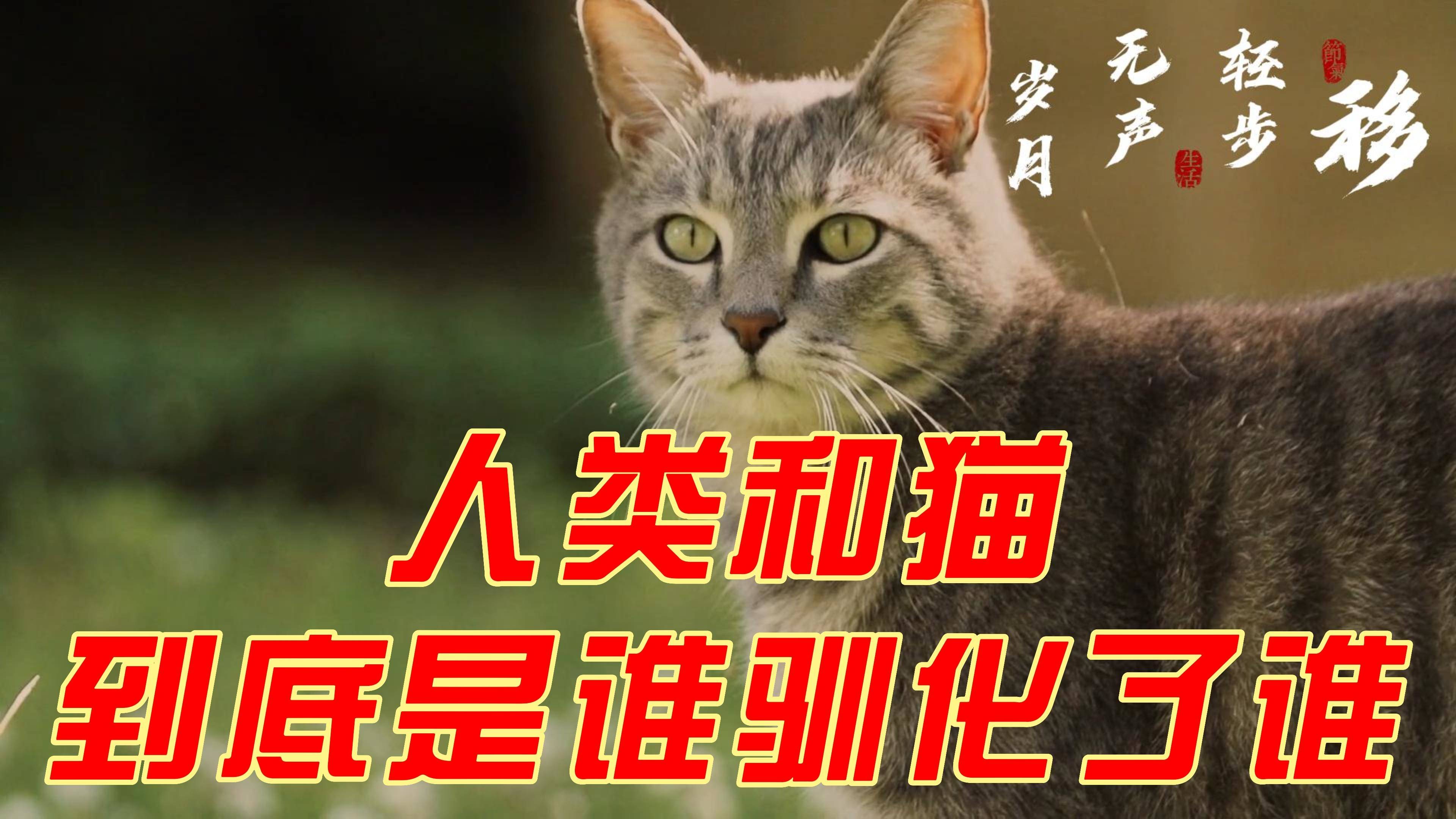 猫咪网址最新,探索猫咪网址的最新奥秘